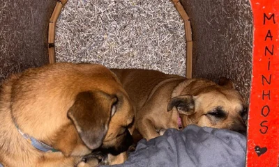 Morte de Maninho em SC: Polícia Civil Investiga Crueldade Contra Cão Comunitário na BR-101, Relembre o Caso Orelha