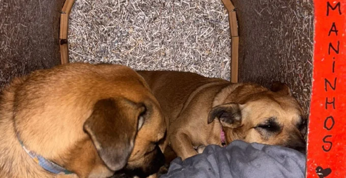 Morte de Maninho em SC: Polícia Civil Investiga Crueldade Contra Cão Comunitário na BR-101, Relembre o Caso Orelha