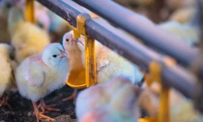 China: De Maior Cliente a Concorrente Agressiva, Ameaça o Domínio do Frango Brasileiro no Oriente Médio