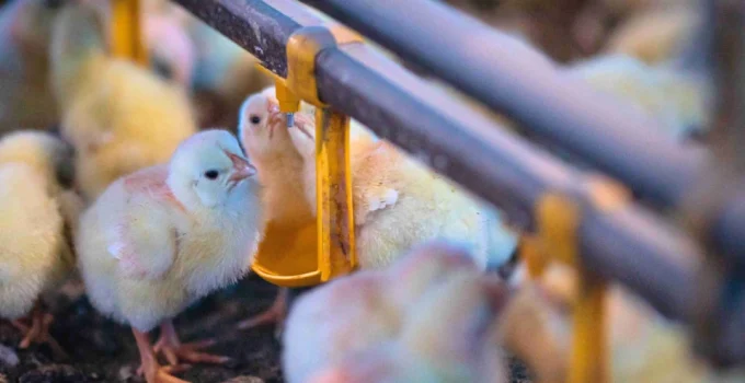 China: De Maior Cliente a Concorrente Agressiva, Ameaça o Domínio do Frango Brasileiro no Oriente Médio