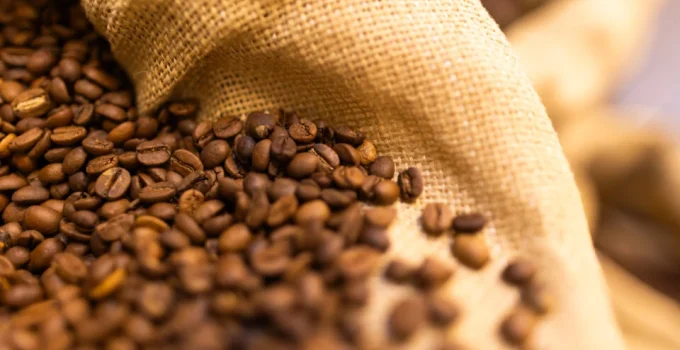Café Brasileiro Sob o Sol Intenso: Como o Calor Transforma o Cultivo e o Futuro da Produção de Café