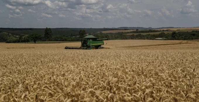 Trigo Paranaense em Queda: Brasil Importará Quase 9 Milhões de Toneladas e Preço do Pão Pode Subir