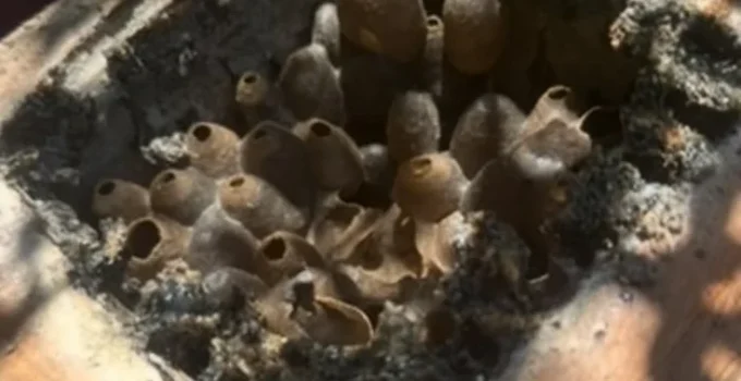 Ouro Azul das Abelhas Mandaçaias: Conheça a Própolis Rara do Brasil Que Encanta o Mundo e Promete Revolucionar a Farmacêutica