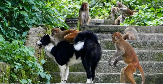 Estudo de Oxford Revela: Vínculo com Animais de Estimação Pode Ter Origem Ancestral em Primatas