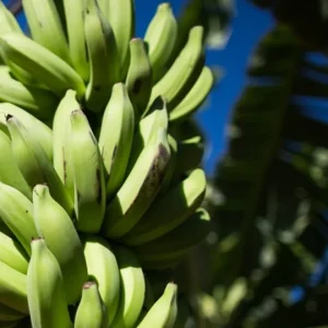 Banana-Prata R$ 90 nos EUA: Oportunidade Milionária Brasileira Enfrenta Desafios Logísticos Gigantescos
