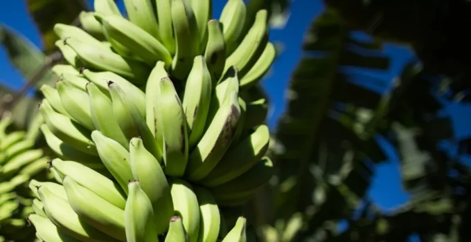 Banana-Prata R$ 90 nos EUA: Oportunidade Milionária Brasileira Enfrenta Desafios Logísticos Gigantescos