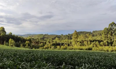 Caos Fundiário no Brasil: 50% das Terras em Conflito por Títulos Sobrepostos Geram R$ Bilhões em Disputas e Ameaçam Segurança Nacional