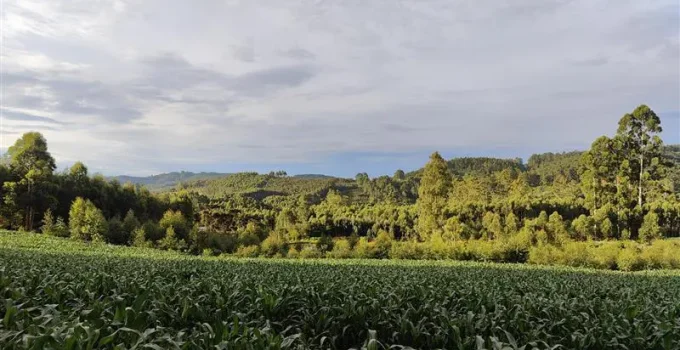 Caos Fundiário no Brasil: 50% das Terras em Conflito por Títulos Sobrepostos Geram R$ Bilhões em Disputas e Ameaçam Segurança Nacional
