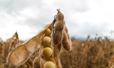 Agronegócio 2026: Juros Altos e Custos Pressionam Produtores Rurais Brasileiros Rumo à Eficiência Máxima