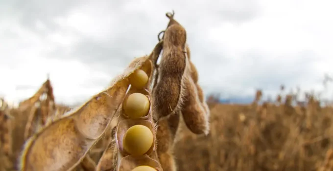 Agronegócio 2026: Juros Altos e Custos Pressionam Produtores Rurais Brasileiros Rumo à Eficiência Máxima