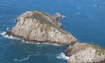 Ilha Brasileira Abriga Mamífero Mais Raro do Mundo: Conheça o Preá-de-Moleques-do-Sul e sua Luta pela Sobrevivência
