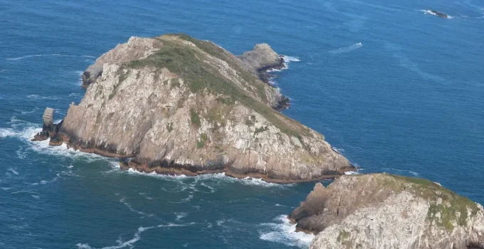 Ilha Brasileira Abriga Mamífero Mais Raro do Mundo: Conheça o Preá-de-Moleques-do-Sul e sua Luta pela Sobrevivência