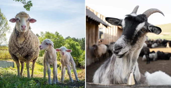 Ovelha vs Bode: Descubra a Lição de Caráter e Família que Esses Animais Nos Ensinam