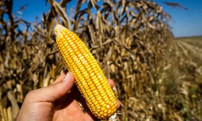 Etanol de Milho Impulsiona o Agro Brasileiro: A Nova Aposta que Transforma Commodities em Energia e Alimento