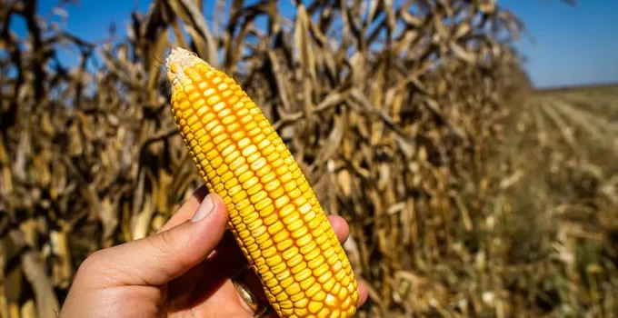 Etanol de Milho Impulsiona o Agro Brasileiro: A Nova Aposta que Transforma Commodities em Energia e Alimento