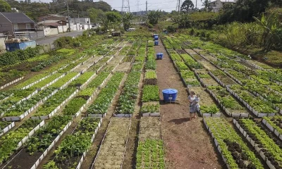 Curitiba na Disputa Global: Capital Paranaense Busca Sediar Conferência da FAO e Destaca Políticas Alimentares Inovadoras