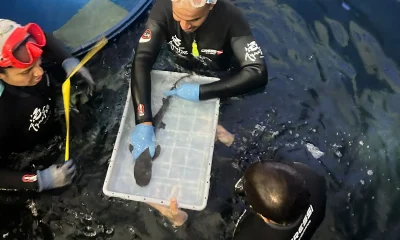 Surpresa no AquaFoz: Filhote de Tubarão Ameaçado de Extinção Nasce em Aquário de Foz do Iguaçu, Celebrando a Vida e a Conservação
