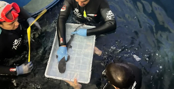 Surpresa no AquaFoz: Filhote de Tubarão Ameaçado de Extinção Nasce em Aquário de Foz do Iguaçu, Celebrando a Vida e a Conservação