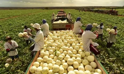 Sertão Nordestino Produz 1 Milhão de Melões por Dia e Conquista Europa: Conheça a Agrícola Famosa e Seu Segredo!