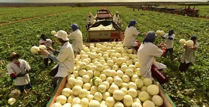 Sertão Nordestino Produz 1 Milhão de Melões por Dia e Conquista Europa: Conheça a Agrícola Famosa e Seu Segredo!