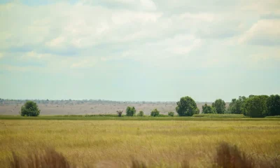 Angola Cede 60 Mil Hectares a Produtores Brasileiros: Brasil Exporta Tecnologia e Ganha Nova Fronteira Agrícola