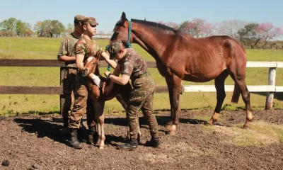 Coudelaria de Rincão: A Fascinante Criação de Cavalos Militares do Brasil para o Exterior
