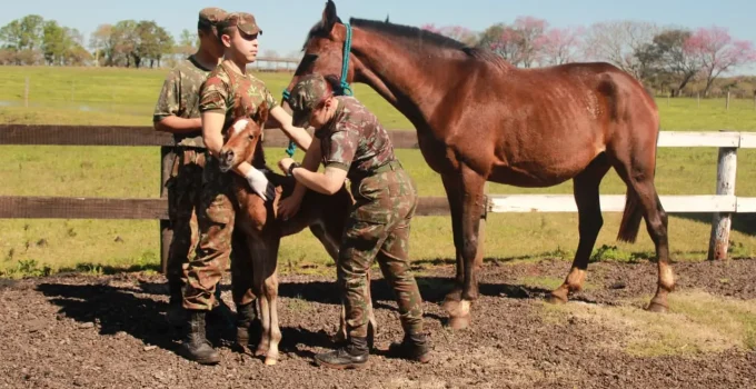 Coudelaria de Rincão: A Fascinante Criação de Cavalos Militares do Brasil para o Exterior
