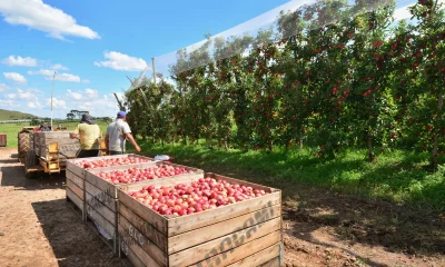 Bolsa Família: Trabalhadores Rurais Recusam Colheita de Maçã por Medo de Perder Benefício e Afetam Safra em SC e RS