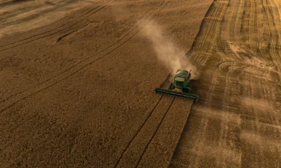 Cevada no Brasil: Produção em Alta Contrasta com Alerta na Indústria Cervejeira e Busca por Novos Mercados
