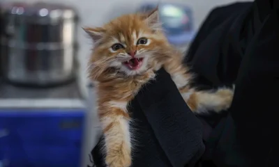 Guarda Compartilhada de Pets: Senado Aprova Lei que Protege Vínculo Afetivo em Divórcios e Separações