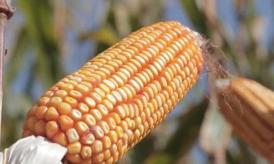 Sorriso (MT): A Cidade Campeã do Milho no Brasil que Transforma o Agronegócio com Tecnologia e Sustentabilidade