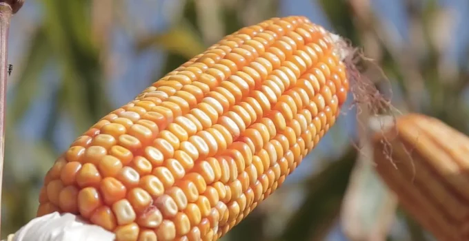 Sorriso (MT): A Cidade Campeã do Milho no Brasil que Transforma o Agronegócio com Tecnologia e Sustentabilidade