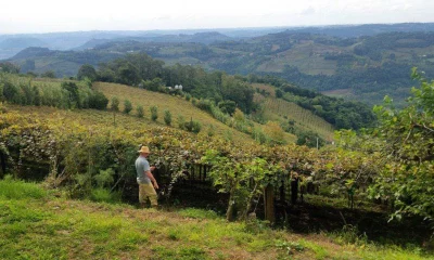 Bento Gonçalves: O "Milagre" Que Reduziu Bolsa Família em 40% e Impulsionou Emprego na Serra Gaúcha