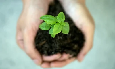Cadeia de Suprimentos Sustentável: Regeneração Ambiental e Lucro em Sintonia Rumo a um Futuro Verde