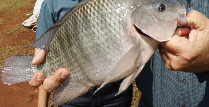 Tilápia Invasora? Setor de Aquicultura em Alerta com Prejuízo Milionário e Crise nas Exportações