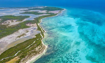Amazônia Rosa: 450 Novas Espécies Podem Ser Descobertas no Litoral Brasileiro, Riqueza Marinha Surpreende Cientistas
