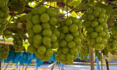 Uva "Gigante" Mais Doce que Cana-de-Açúcar Custa R$ 40/kg e Conquista o Mundo em Pilar do Sul SP