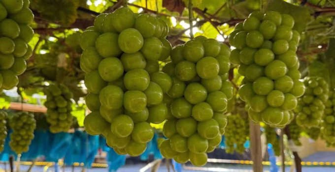 Uva "Gigante" Mais Doce que Cana-de-Açúcar Custa R$ 40/kg e Conquista o Mundo em Pilar do Sul SP