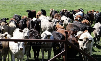 Alerta no Texas: Parasita Mortal Retorna e Ameaça a Gigante Produção de Carne Bovina nos EUA