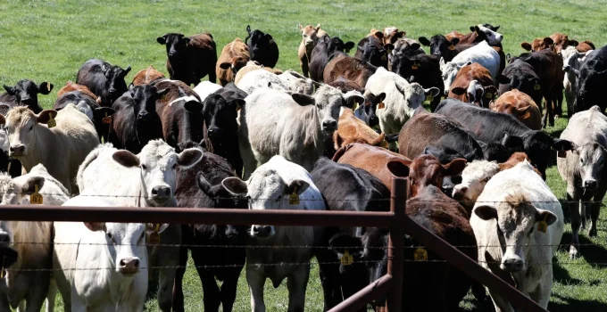 Alerta no Texas: Parasita Mortal Retorna e Ameaça a Gigante Produção de Carne Bovina nos EUA